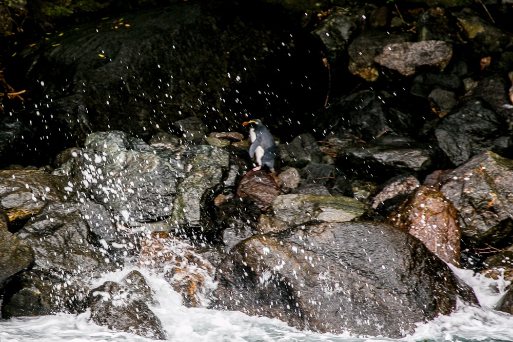 Milford Sound NZ Penguin